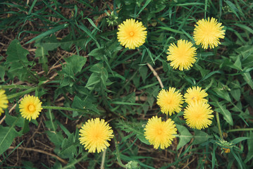 Yellow dandelions in green grass