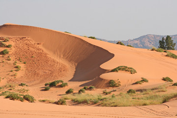 Coral pink sand dune  - Utah