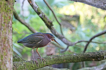 Green heron on tree