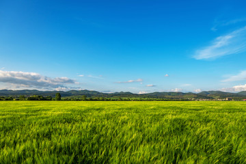 Wheat field at sunset.