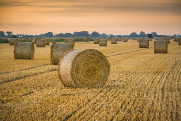 Sunset Harvest