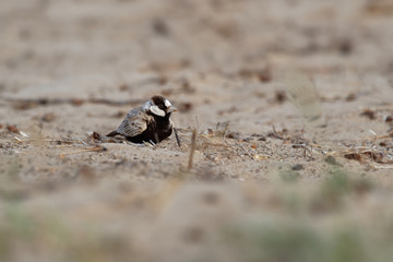 Black-crowned Sparrow-Lark - Eremopterix nigriceps in the desert of Boa Vista