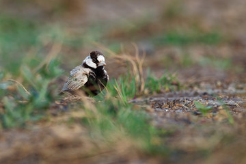 Black-crowned Sparrow-Lark - Eremopterix nigriceps in the desert of Boa Vista
