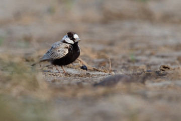 Black-crowned Sparrow-Lark - Eremopterix nigriceps in the desert of Boa Vista