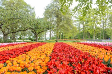 Parc Floral de Keukenhof aux Pays-Bas