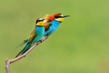 European Bee-eater -  Merops apiaster sitting on the branch with green background