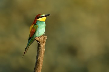 European Bee-eater -  Merops apiaster sitting on the branch with green background