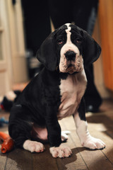 A cute Great Dane puppy. A large breed puppy.