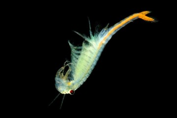 The male Fairy Shrimp (Branchipus schaefferi) captured close up with black background. A beautiful white crustacean swimming in the water.