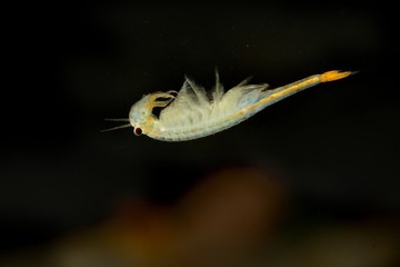 The Fairy Shrimp (Branchipus schaefferi) captured close up with black and brown background.