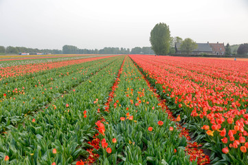 Parc Floral de Keukenhof aux Pays-Bas