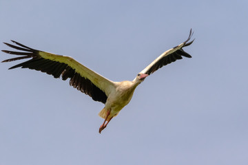 Storch im Flug