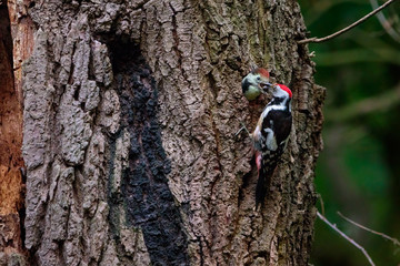 Spechtmutter füttert Junges in einem Baum