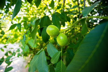 Obraz premium ripening walnuts on branch on wood background