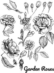 Set of Roses by hand painting