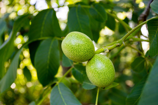ripening walnuts on branch on wood background