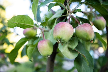ripening apples on a branch against a tree