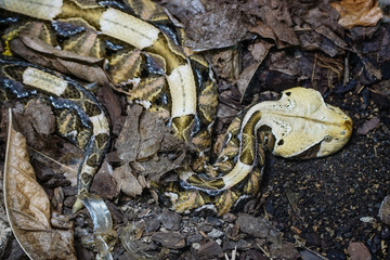 Gaboon viper, Bitis gabonica
