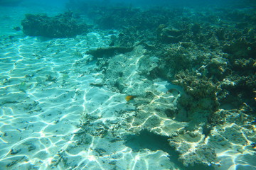 Beautiful underwater world.Dead coral reefs and colorful fishes.Turquoise water and white sand bottom, Indian Ocean, Maldives.