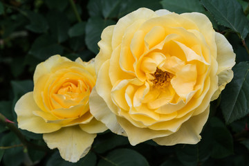 Rose Graham Thomas; Englische Rose 