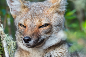 Fototapeta premium Portrait of the cunning fox in a forest