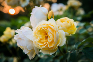 Rose Graham Thomas; Englische Rose 