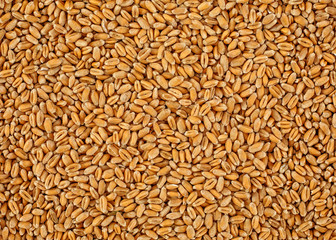 Wheat grain as background texture