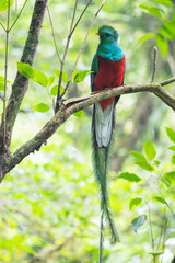 Male of resplendent quetzal (Pharomachrus mocinno) sits on the tree branch in the forest of Monteverde National Park, Costa Rica