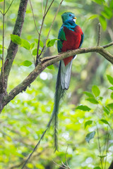 Male of resplendent quetzal (Pharomachrus mocinno) sits on the tree branch in the forest of Monteverde National Park, Costa Rica