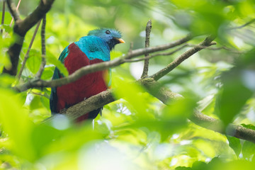 Male of resplendent quetzal (Pharomachrus mocinno) sits on the tree branch in the forest of Monteverde National Park, Costa Rica