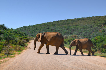 elephants crossing road, south africa