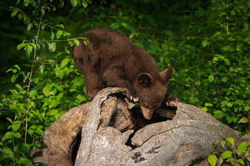 Obraz premium Black Bear Cub (Ursus americanus) Looks Down Into Log