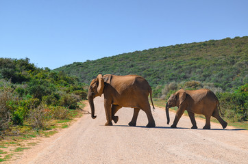 elephants crossing road, south africa