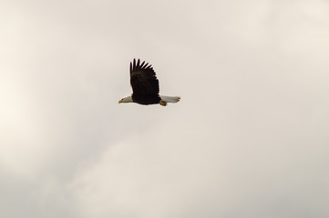 eagle, bald, american, nature, flying, bird, wildlife, white, animal, raptor, alaska, flight, haliaeetus, leucocephalus, america, feather, prey, fly, head, wing, symbol, background, yellow, majestic, 