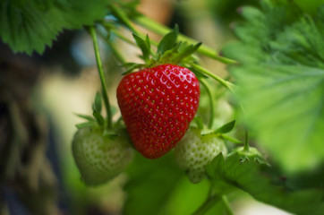  Ripe natural red strawberry weighs on the stem