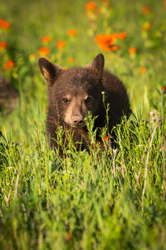 Black Bear Cub (Ursus americanus) Looks Straight Out