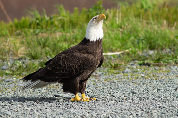 eagle, bald, american, nature, flying, bird, wildlife, white, animal, raptor, alaska, flight, haliaeetus, leucocephalus, america, feather, prey, fly, head, wing, symbol, background, yellow, majestic, 