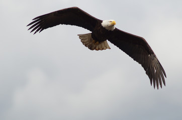 eagle, bald, american, nature, flying, bird, wildlife, white, animal, raptor, alaska, flight, haliaeetus, leucocephalus, america, feather, prey, fly, head, wing, symbol, background, yellow, majestic, 