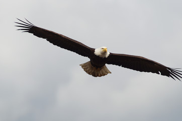 Naklejka premium eagle, bald, american, nature, flying, bird, wildlife, white, animal, raptor, alaska, flight, haliaeetus, leucocephalus, america, feather, prey, fly, head, wing, symbol, background, yellow, majestic, 