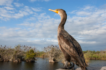 Double-crested cormorant in front of colonie