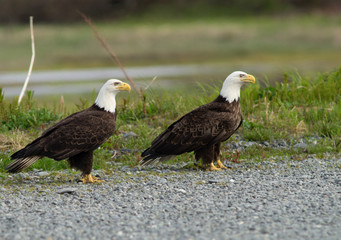eagle, bald, american, nature, flying, bird, wildlife, white, animal, raptor, alaska, flight, haliaeetus, leucocephalus, america, feather, prey, fly, head, wing, symbol, background, yellow, majestic, 