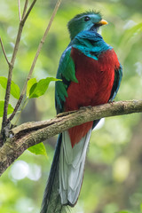 Male of resplendent quetzal (Pharomachrus mocinno) sits on the tree branch in the forest of Monteverde National Park, Costa Rica