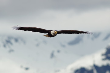 eagle, bald, american, nature, flying, bird, wildlife, white, animal, raptor, alaska, flight, haliaeetus, leucocephalus, america, feather, prey, fly, head, wing, symbol, background, yellow, majestic, 