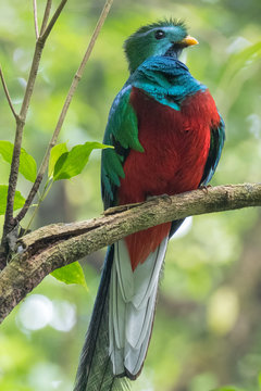 Male of resplendent quetzal (Pharomachrus mocinno) sits on the tree branch in the forest of Monteverde National Park, Costa Rica
