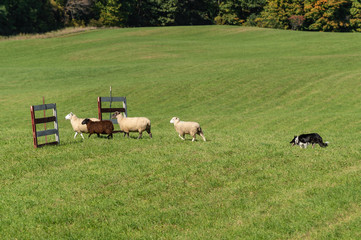 Stock Dog Walks Up to Group of Sheep (Ovis aries) Through Fences