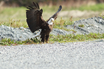 eagle, bald, american, nature, flying, bird, wildlife, white, animal, raptor, alaska, flight, haliaeetus, leucocephalus, america, feather, prey, fly, head, wing, symbol, background, yellow, majestic, 