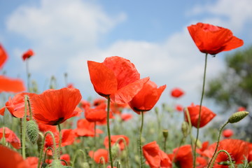 Beautiful wild red poppies blooming in the spring in the meadow on a background of blue sky with clouds, for advertising, banner, copyspace