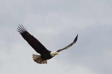 Fototapeta na wymiar Eagle Gliding