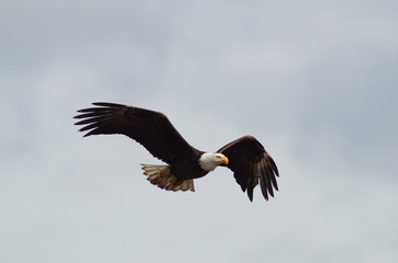Eagle in flight