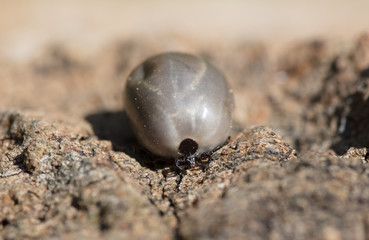 Zecke, Vollgesaugte Zecke, zeckenbiss, zeckenbiß, zeckengefahr, Holzbock, Ixodidae, Ixodes ricinus, vollgesaugt, nahaufnahme, große zecke, 